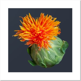 Orange Safflower Floral Photo Cutout Posters and Art